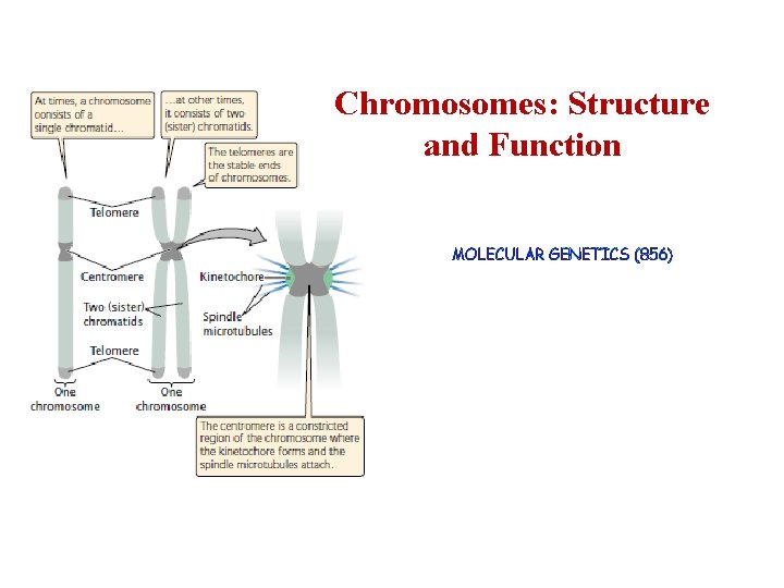 Chromosomes: Structure and Function MOLECULAR GENETICS (856) 
