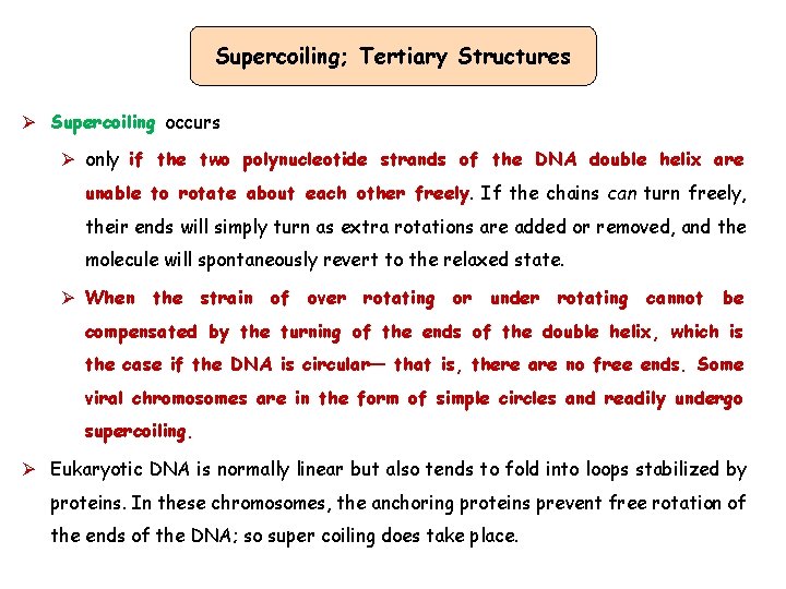 Supercoiling; Tertiary Structures Ø Supercoiling occurs Ø only if the two polynucleotide strands of