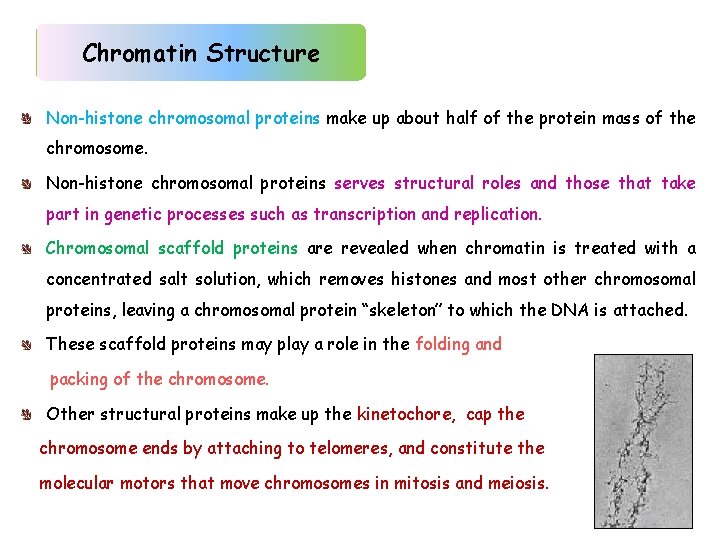 Chromatin Structure Non-histone chromosomal proteins make up about half of the protein mass of