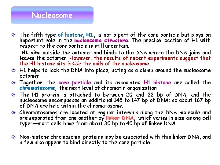 Nucleosome The fifth type of histone, H 1, is not a part of the