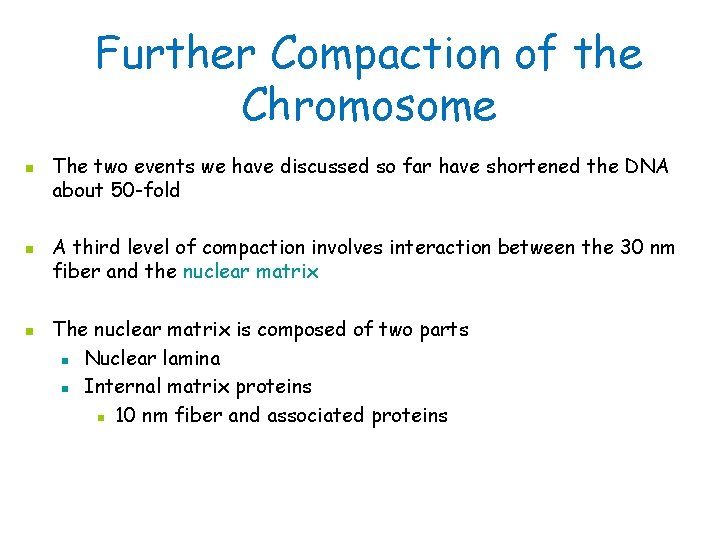Further Compaction of the Chromosome n n n The two events we have discussed