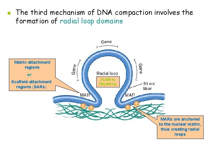 n The third mechanism of DNA compaction involves the formation of radial loop domains