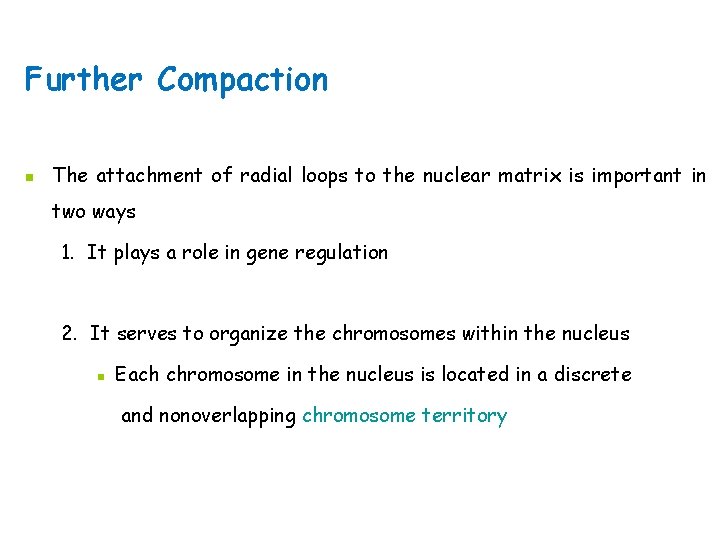 Further Compaction n The attachment of radial loops to the nuclear matrix is important
