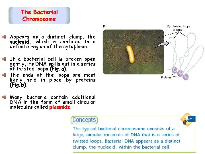 The Bacterial Chromosome Appears as a distinct clump, the nucleoid, which is confined to