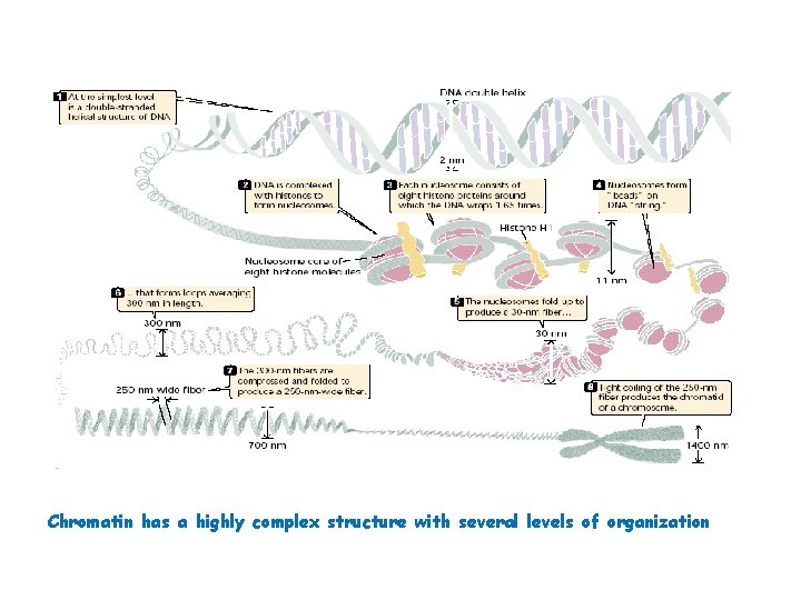 Chromatin has a highly complex structure with several levels of organization 