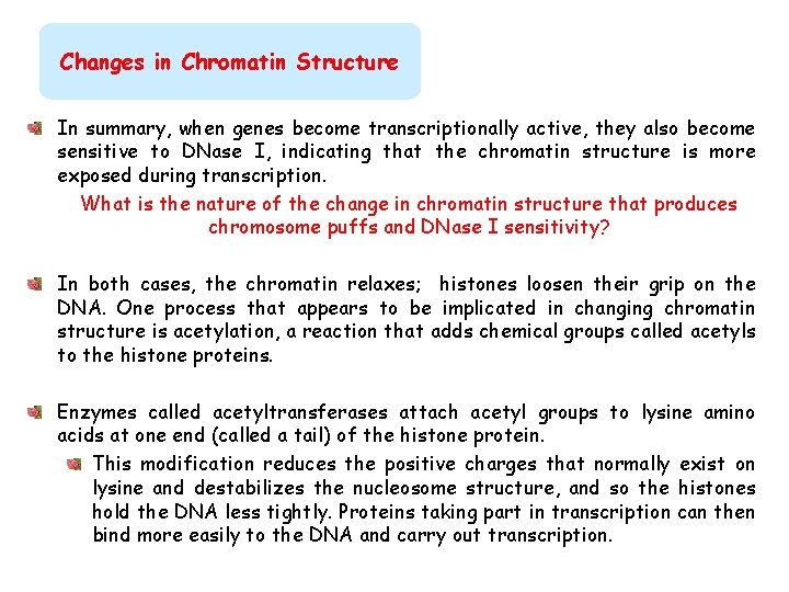 Changes in Chromatin Structure In summary, when genes become transcriptionally active, they also become