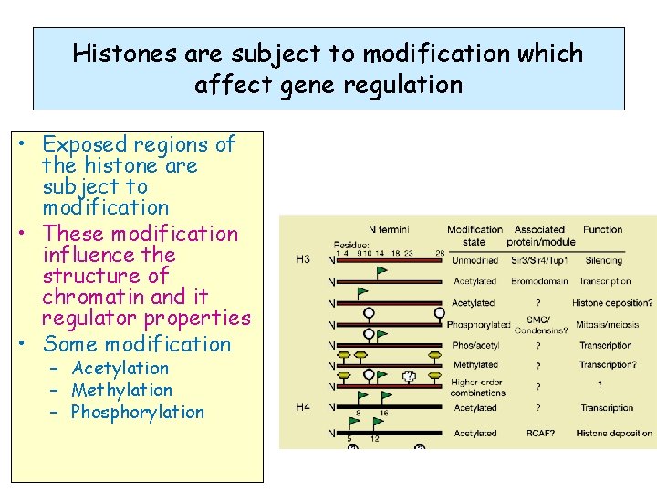 Histones are subject to modification which affect gene regulation • Exposed regions of the