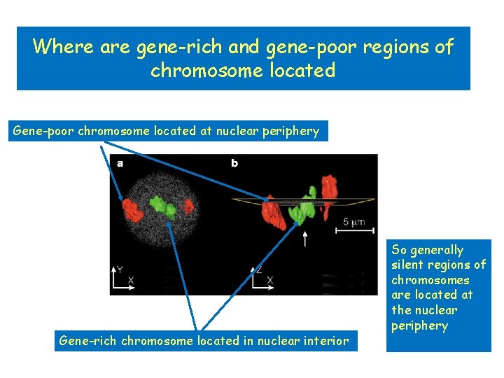 Where are gene-rich and gene-poor regions of chromosome located Gene-poor chromosome located at nuclear