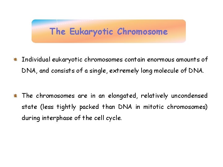 The Eukaryotic Chromosome Individual eukaryotic chromosomes contain enormous amounts of DNA, and consists of