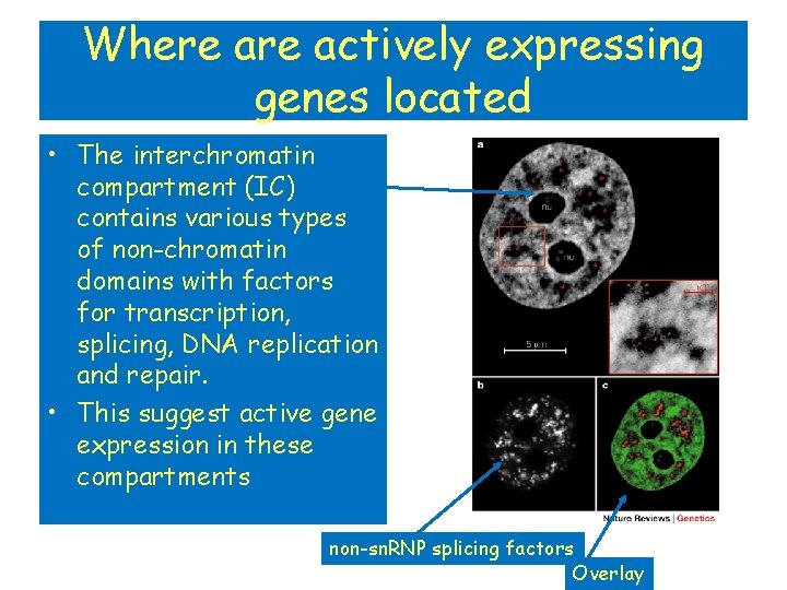 Where actively expressing genes located • The interchromatin compartment (IC) contains various types of