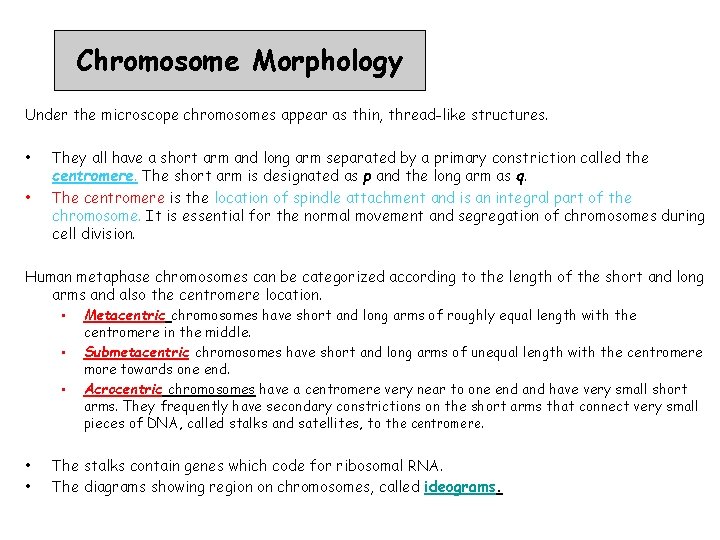 Chromosome Morphology Under the microscope chromosomes appear as thin, thread-like structures. • • They