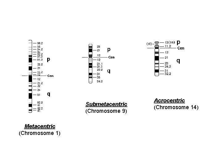 Submetacentric (Chromosome 9) Metacentric (Chromosome 1) Acrocentric (Chromosome 14) 