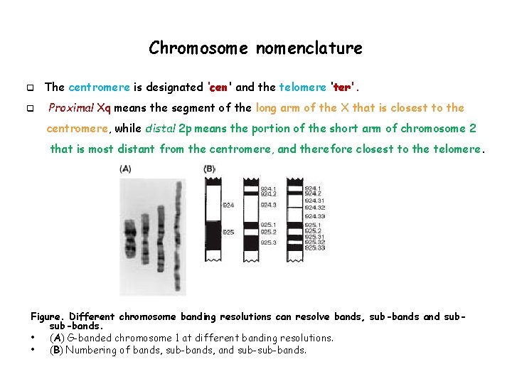 Chromosome nomenclature q q The centromere is designated ‘cen' and the telomere ‘ter'. Proximal
