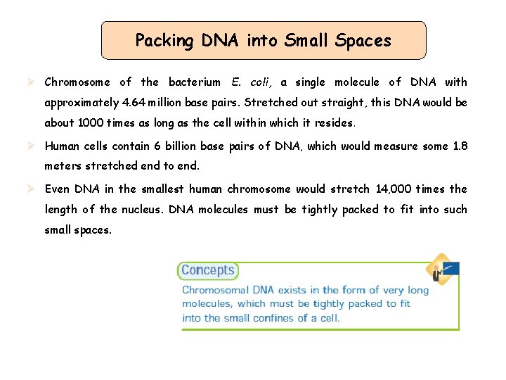 Packing DNA into Small Spaces Ø Chromosome of the bacterium E. coli, a single