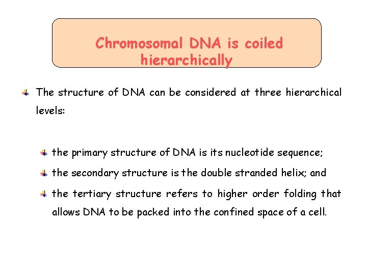 Chromosomal DNA is coiled hierarchically The structure of DNA can be considered at three