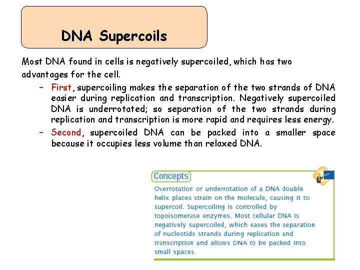 DNA Supercoils Most DNA found in cells is negatively supercoiled, which has two advantages