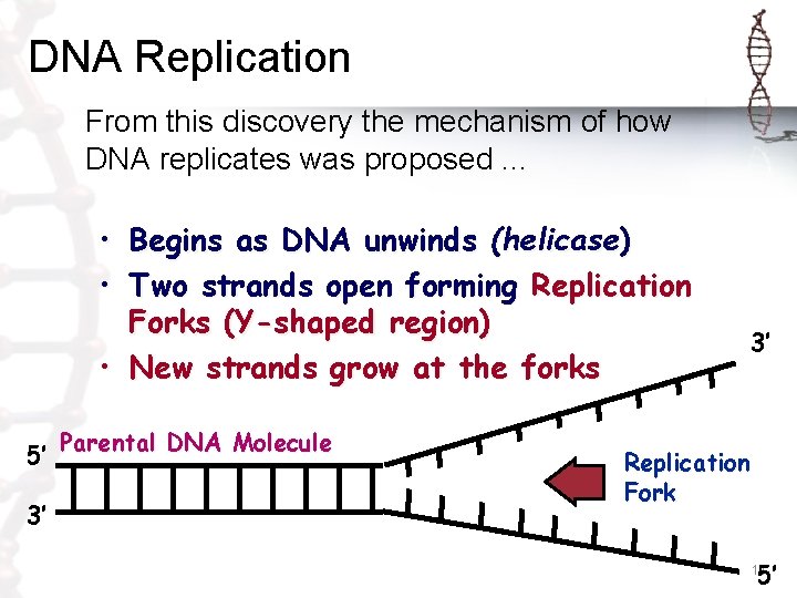 DNA Replication From this discovery the mechanism of how DNA replicates was proposed. .