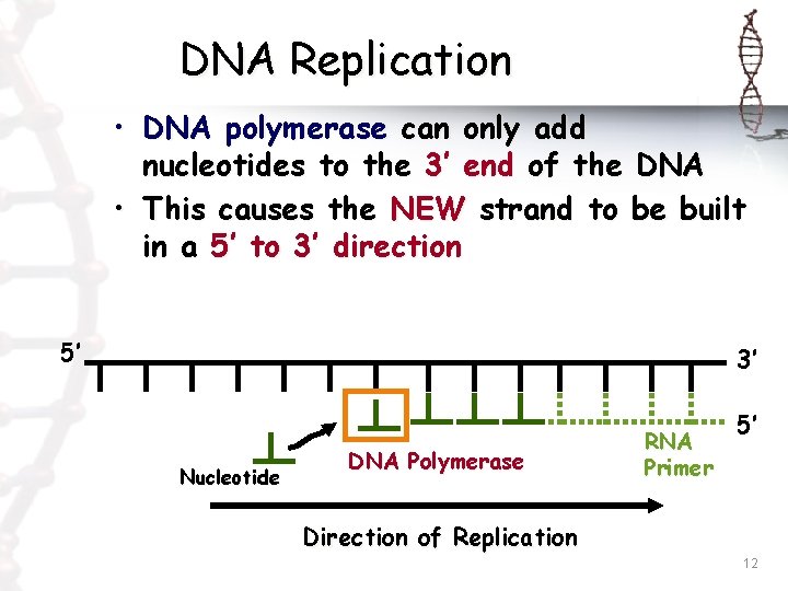 DNA Replication • DNA polymerase can only add nucleotides to the 3’ end of