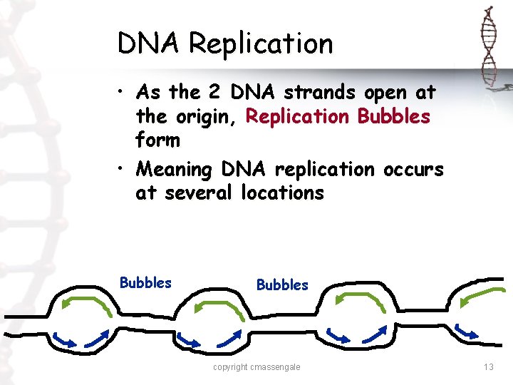 DNA Replication • As the 2 DNA strands open at the origin, Replication Bubbles