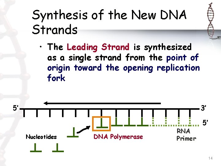 Synthesis of the New DNA Strands • The Leading Strand is synthesized as a