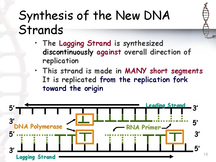 Synthesis of the New DNA Strands • The Lagging Strand is synthesized discontinuously against