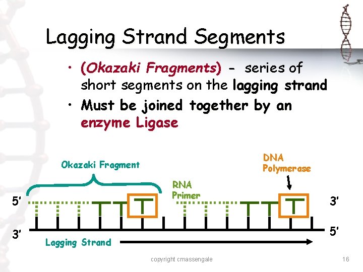 Lagging Strand Segments • (Okazaki Fragments) - series of short segments on the lagging