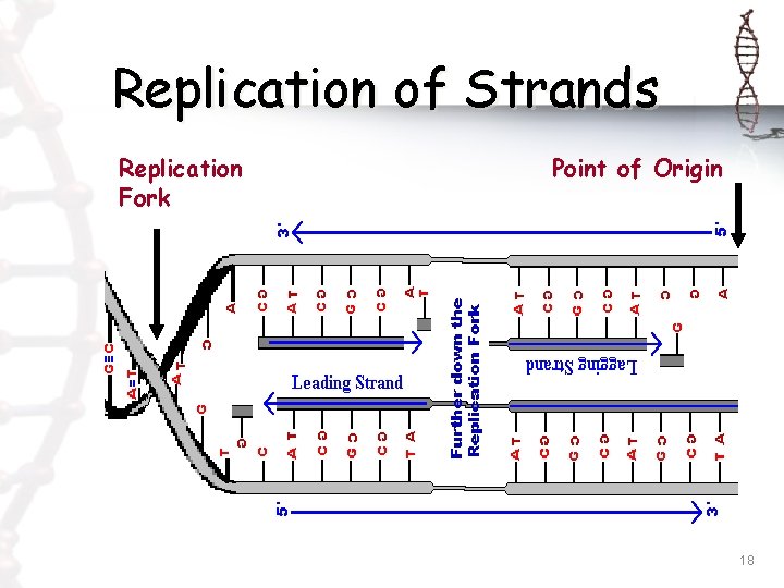 Replication of Strands Replication Fork Point of Origin 18 