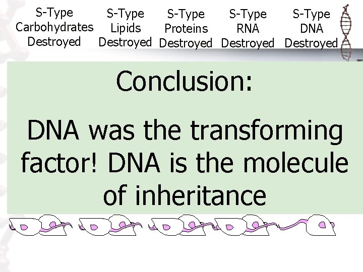 S-Type S-Type Carbohydrates Lipids Proteins RNA Destroyed Destroyed Conclusion: DNA was the transforming factor!