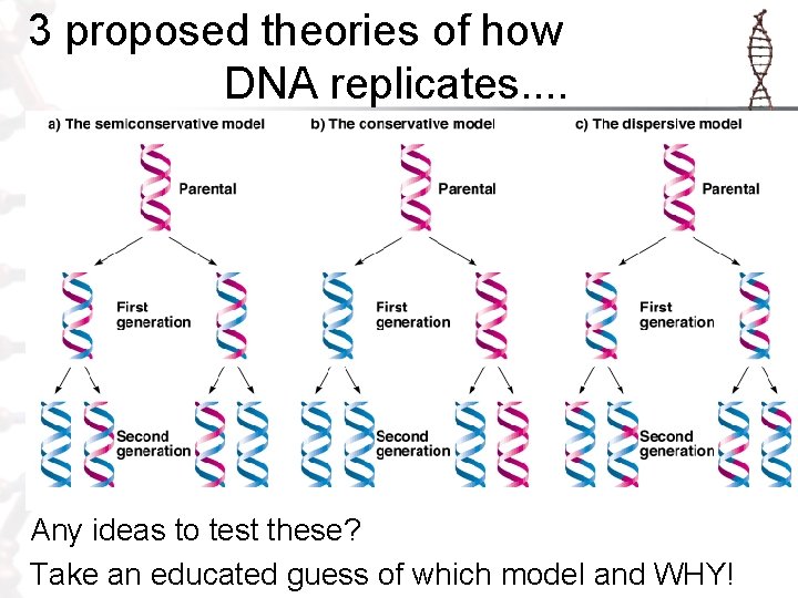 3 proposed theories of how DNA replicates. . Any ideas to test these? Take