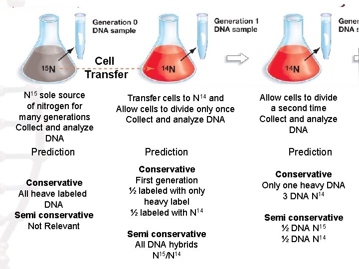 Cell Transfer N 15 sole source of nitrogen for many generations Collect and analyze