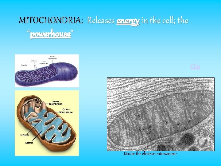 MITOCHONDRIA: Releases energy in the cell; the “powerhouse” Clip Under the electron microscope: 