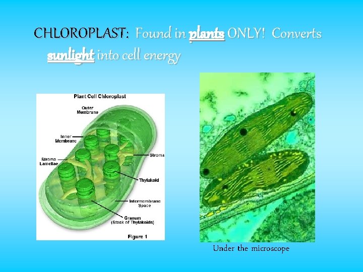 CHLOROPLAST: Found in plants ONLY! Converts sunlight into cell energy Under the microscope 