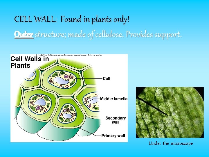 CELL WALL: Found in plants only! Outer structure; made of cellulose. Provides support. Under