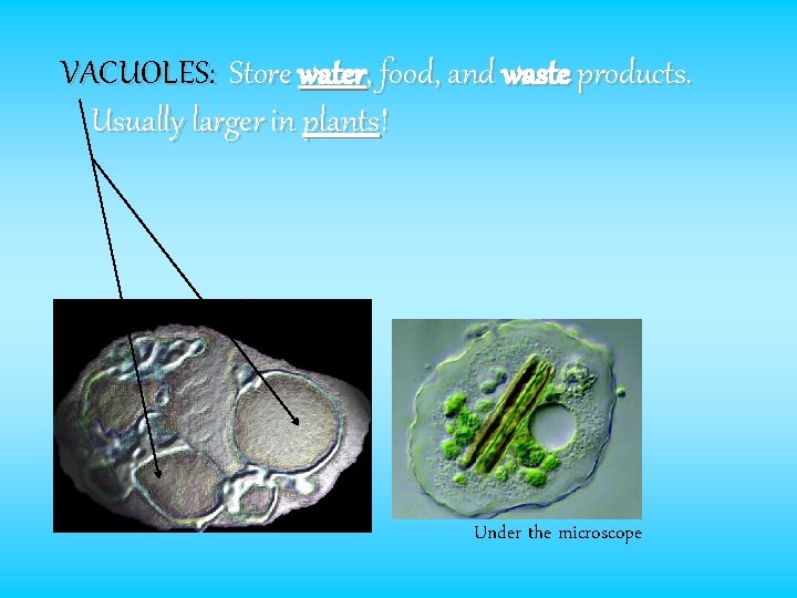 VACUOLES: Store water, food, and waste products. Usually larger in plants! Under the microscope