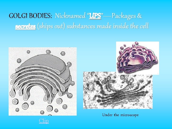 GOLGI BODIES: Nicknamed “UPS”—Packages & secretes (ships out) substances made inside the cell Clip