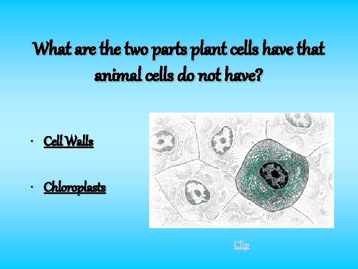 What are the two parts plant cells have that animal cells do not have?