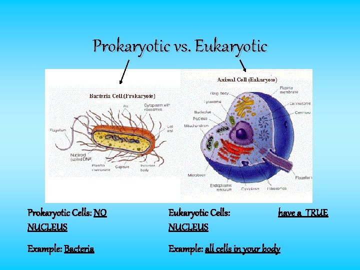 Prokaryotic vs. Eukaryotic Prokaryotic Cells: Cells NO NUCLEUS Eukaryotic Cells: Cells NUCLEUS have a