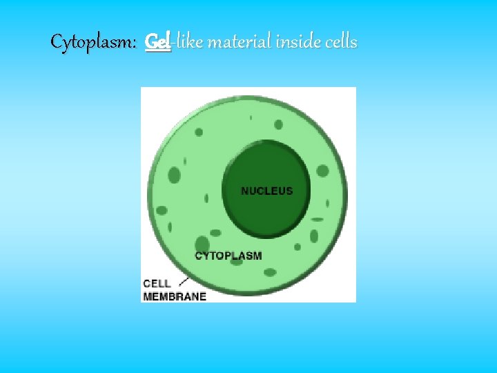 Cytoplasm: Gel-like material inside cells 