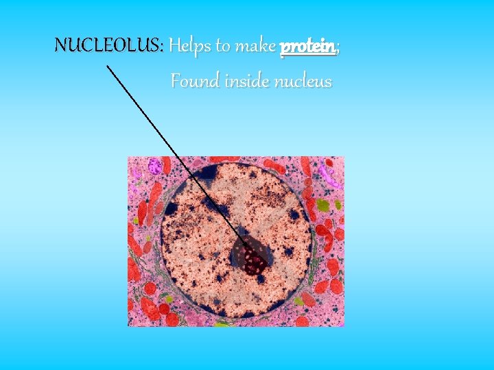 NUCLEOLUS: Helps to make protein; Found inside nucleus 