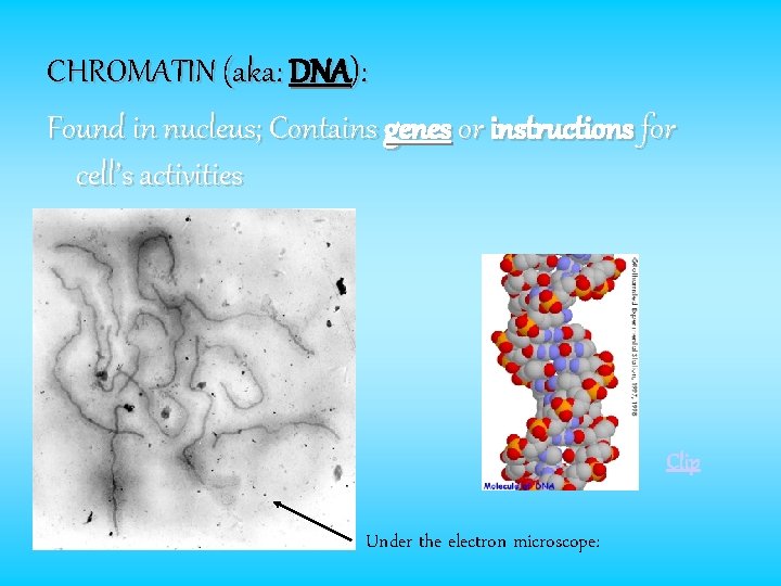 CHROMATIN (aka: DNA): Found in nucleus; Contains genes or instructions for cell’s activities Clip