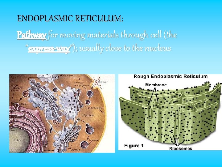 ENDOPLASMIC RETICULUM: Pathway for moving materials through cell (the “express-way”); usually close to the