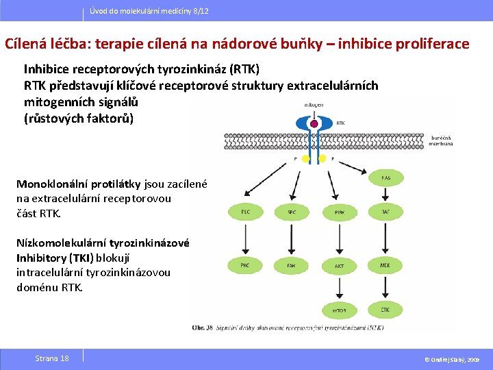 Úvod do molekulární medicíny 8/12 Cílená léčba: terapie cílená na nádorové buňky – inhibice