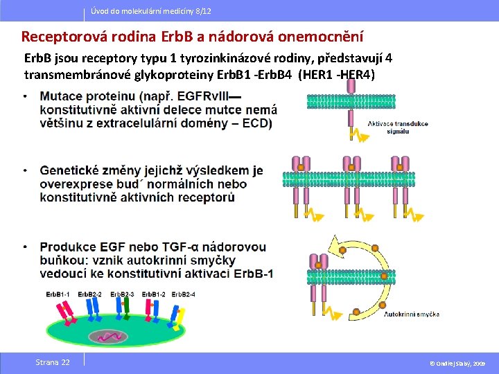 Úvod do molekulární medicíny 8/12 Receptorová rodina Erb. B a nádorová onemocnění Erb. B