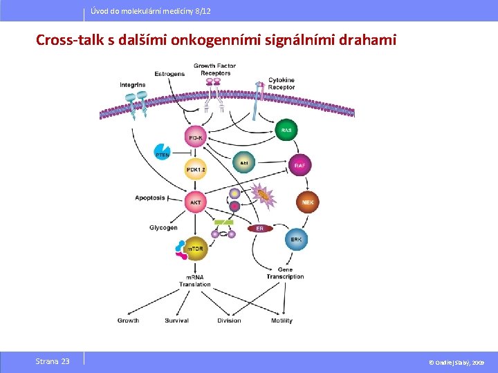 Úvod do molekulární medicíny 8/12 Cross-talk s dalšími onkogenními signálními drahami Strana 23 ©