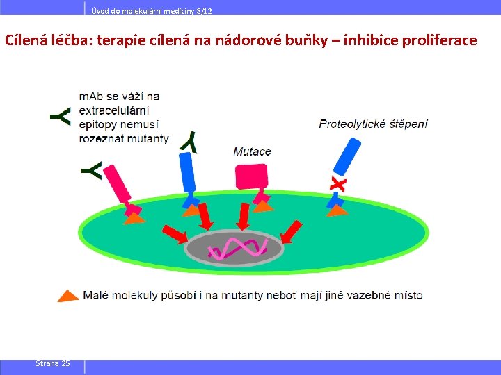 Úvod do molekulární medicíny 8/12 Cílená léčba: terapie cílená na nádorové buňky – inhibice