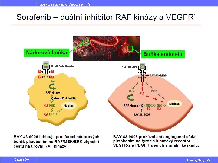 Úvod do molekulární medicíny 8/12 Strana 29 © Ondřej Slabý, 2009 