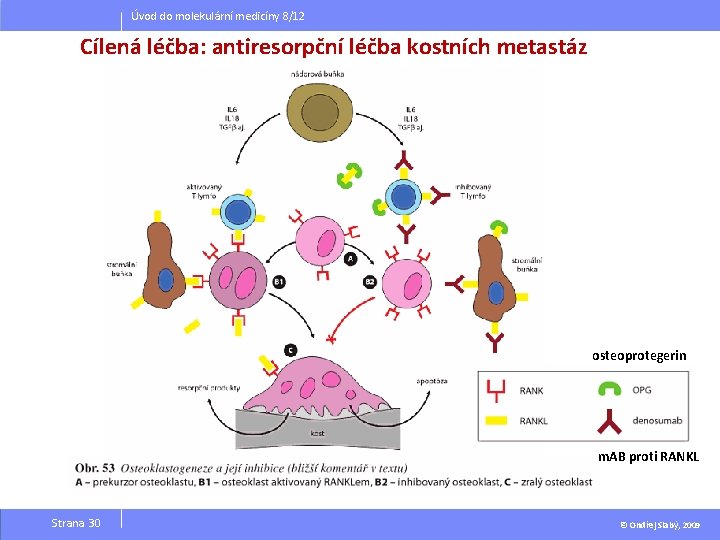 Úvod do molekulární medicíny 8/12 Cílená léčba: antiresorpční léčba kostních metastáz osteoprotegerin m. AB
