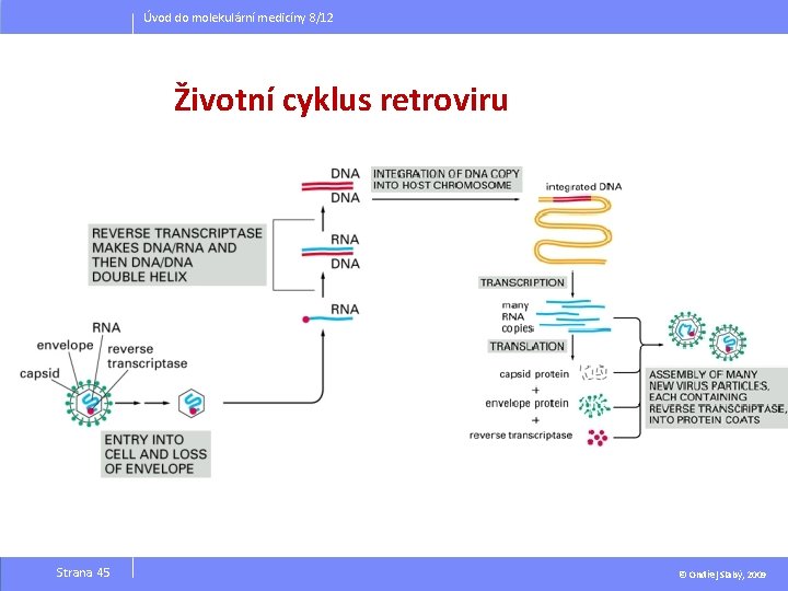 Úvod do molekulární medicíny 8/12 Životní cyklus retroviru Strana 45 © Ondřej Slabý, 2009