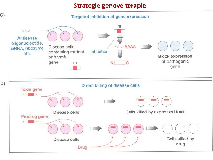Strategie genové terapie 