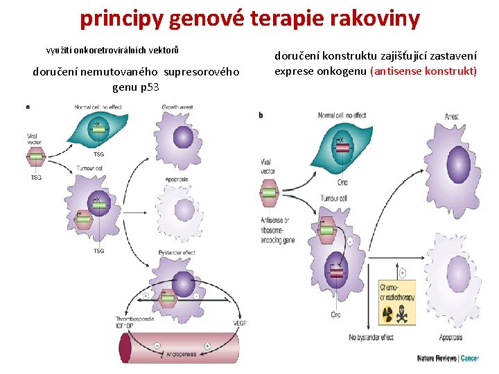 principy genové terapie rakoviny využití onkoretrovirálních vektorů doručení nemutovaného supresorového genu p 53 doručení